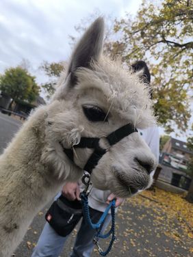 Alpakas zu Besuch bei den Mühlenmäusen