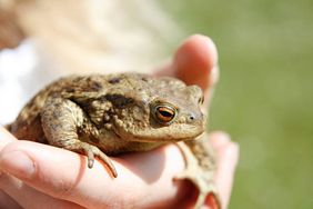 Schulgarten - Kröte