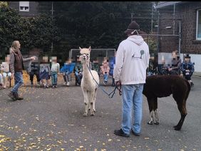 Alpakas zu Besuch bei den Mühlenmäusen
