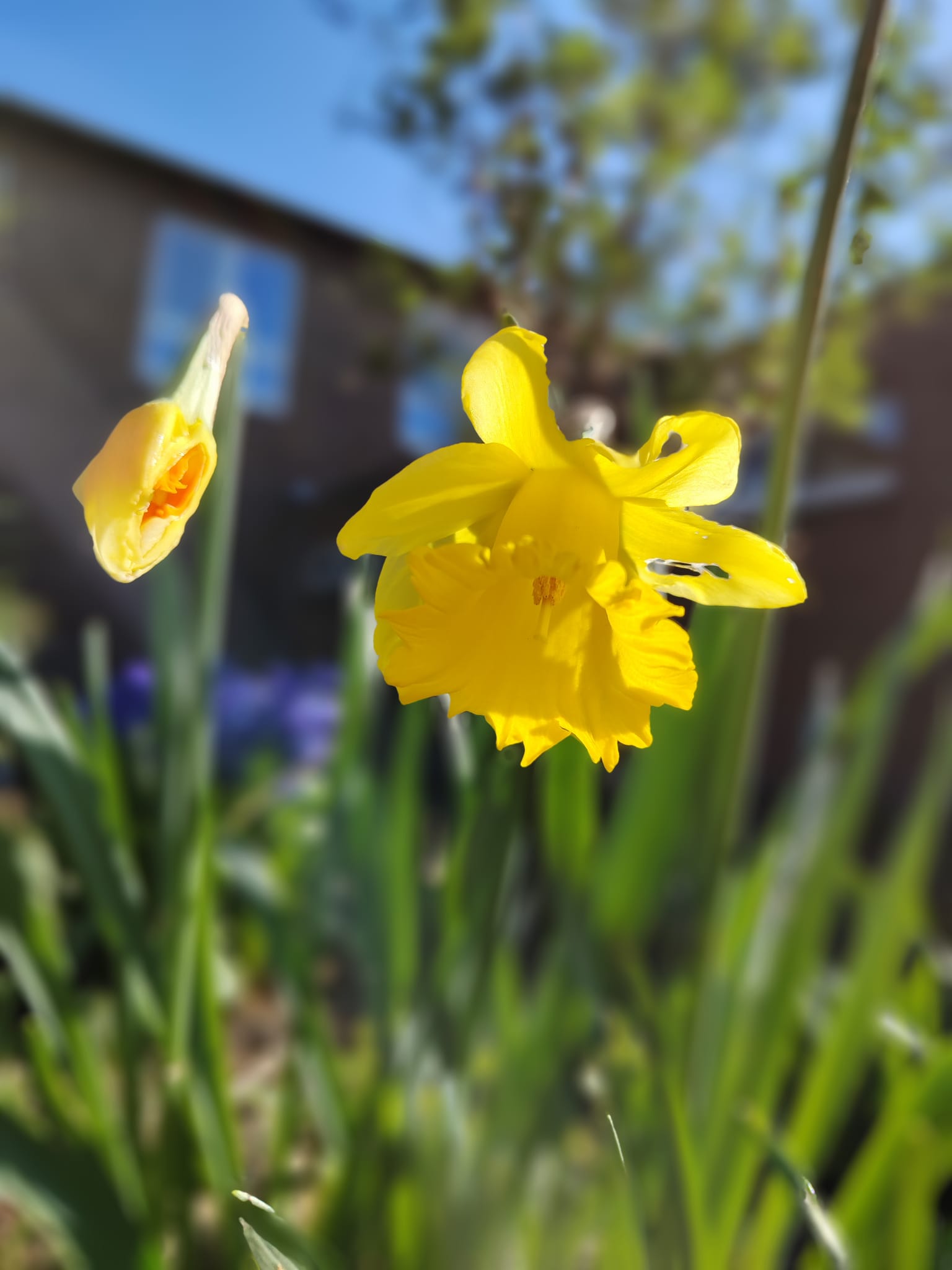 Osterglocken im Schulgarten