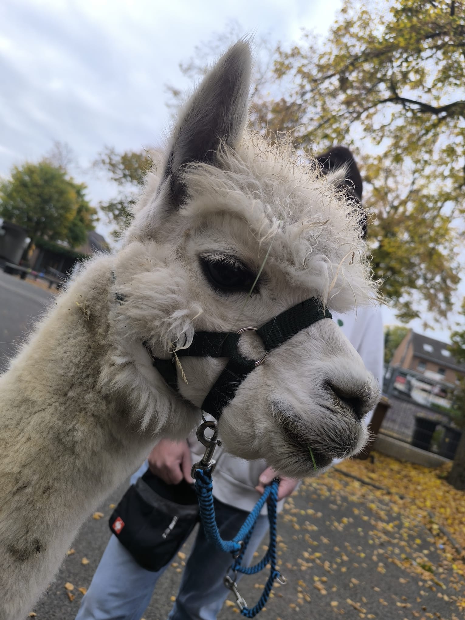 Alpakas zu Besuch bei den Mühlenmäusen